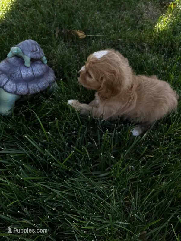 Cavapoo Male 2 – Cavalier King Charles Spaniel, Poodle - Miniature  puppy for sale in Dumas, TX