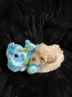 Maltipoo, a male Maltese and Poodle - Miniature  for sale in Dumas, TX – 4 of 10