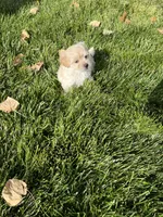 Maltipoo Male 2nd, a male Maltese and Poodle - Miniature  for sale in Dumas, TX – 3 of 10