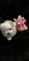 Full Blood Maltese, a female Maltese for sale in Dumas, TX – 8 of 9