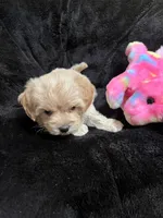 Maltipoo Female 2, a female Maltese and Poodle - Miniature  for sale in Dumas, TX – 8 of 9