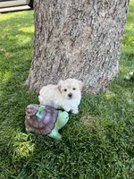 Maltipoo Male 2nd, a male Maltese and Poodle - Miniature  for sale in Dumas, TX – 7 of 10