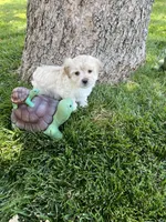 Maltipoo Male 2nd, a male Maltese and Poodle - Miniature  for sale in Dumas, TX – 9 of 10