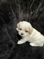Maltipoo Female, a female Maltese and Poodle - Miniature  for sale in Dumas, TX – 8 of 10