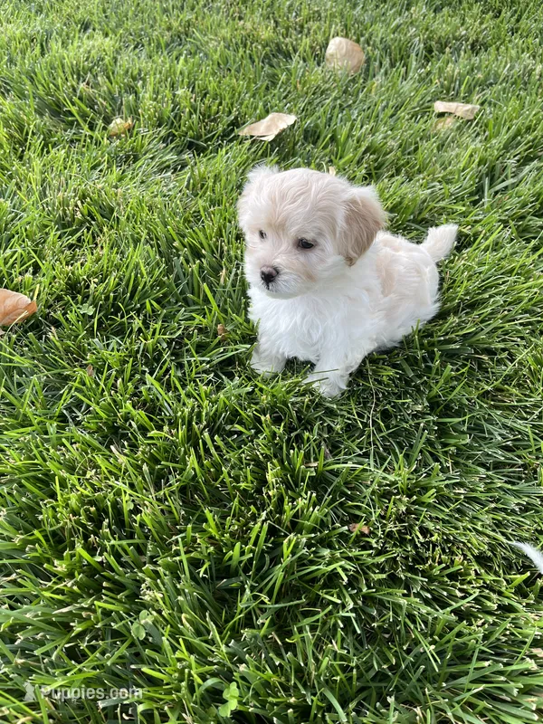 Maltipoo Male 2nd – Maltese, Poodle - Miniature  puppy for sale in Dumas, TX