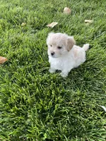 Maltipoo Male 2nd, a male Maltese and Poodle - Miniature  for sale in Dumas, TX – 1 of 10