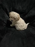 Maltipoo Female 2, a female Maltese and Poodle - Miniature  for sale in Dumas, TX – 5 of 9