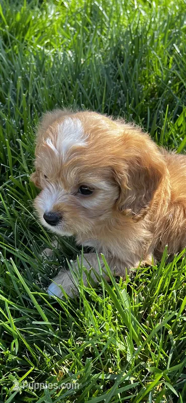 Cavapoo Male 2 – Cavalier King Charles Spaniel, Poodle - Miniature  puppy for sale in Dumas, TX