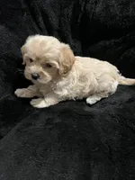 Maltipoo Female 2, a female Maltese and Poodle - Miniature  for sale in Dumas, TX – 4 of 9