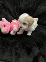 Maltipoo Female, a female Maltese and Poodle - Miniature  for sale in Dumas, TX – 7 of 10