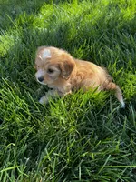 Cavapoo Male 2, a male Cavalier King Charles Spaniel and Poodle - Miniature  for sale in Dumas, TX – 2 of 3