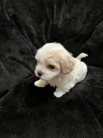 Maltipoo Male, a male Maltese and Poodle - Miniature  for sale in Dumas, TX – 6 of 6
