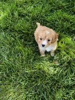 Cavapoo Male, a male Cavalier King Charles Spaniel and Poodle - Miniature  for sale in Dumas, TX – 2 of 2