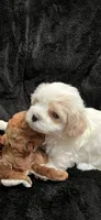 Maltipoo Male, a male Maltese and Poodle - Miniature  for sale in Dumas, TX – 2 of 6