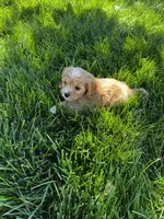 Cavapoo Male 2, a male Cavalier King Charles Spaniel and Poodle - Miniature  for sale in Dumas, TX – 3 of 3