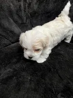 Maltipoo Female, a female Maltese and Poodle - Miniature  for sale in Dumas, TX – 5 of 10