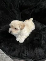 Maltipoo, a male Maltese and Poodle - Miniature  for sale in Dumas, TX – 7 of 10
