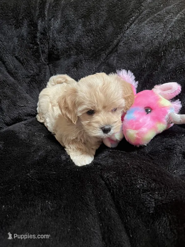 Maltipoo Female 2 – Maltese, Poodle - Miniature  puppy for sale in Dumas, TX