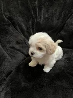 Maltipoo Male, a male Maltese and Poodle - Miniature  for sale in Dumas, TX – 3 of 6