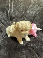 Maltipoo Female 2, a female Maltese and Poodle - Miniature  for sale in Dumas, TX – 2 of 9