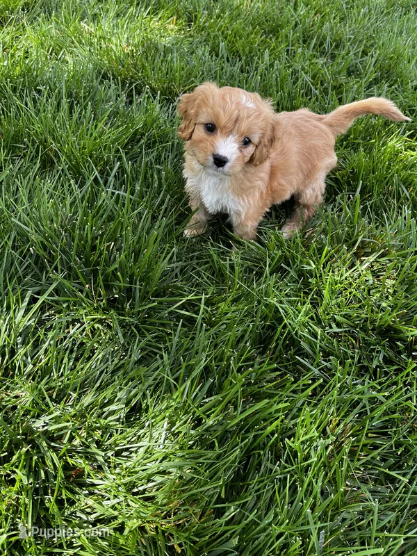 Cavapoo Male – Cavalier King Charles Spaniel, Poodle - Miniature  puppy for sale in Dumas, TX