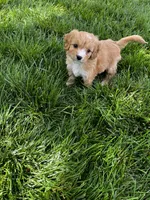 Cavapoo Male, a male Cavalier King Charles Spaniel and Poodle - Miniature  for sale in Dumas, TX – 1 of 2