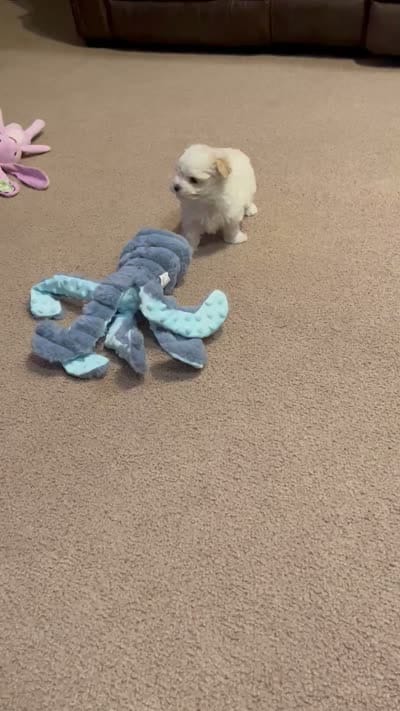 Full Blood Maltese, a female Maltese for sale in Dumas, TX – 7 of 9
