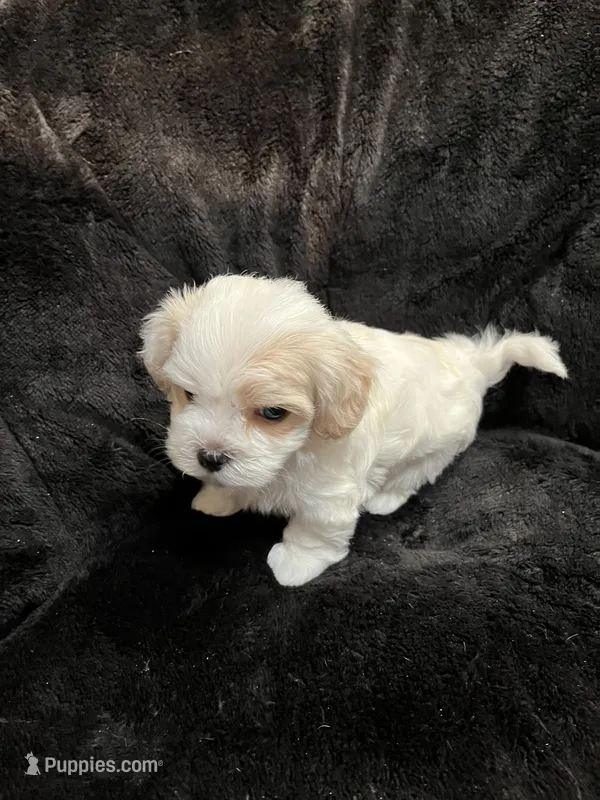 Maltipoo Male – Maltese, Poodle - Miniature  puppy for sale in Dumas, TX
