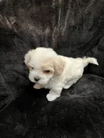 Maltipoo Male, a male Maltese and Poodle - Miniature  for sale in Dumas, TX – 1 of 6