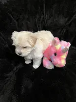 Maltipoo Female, a female Maltese and Poodle - Miniature  for sale in Dumas, TX – 4 of 5