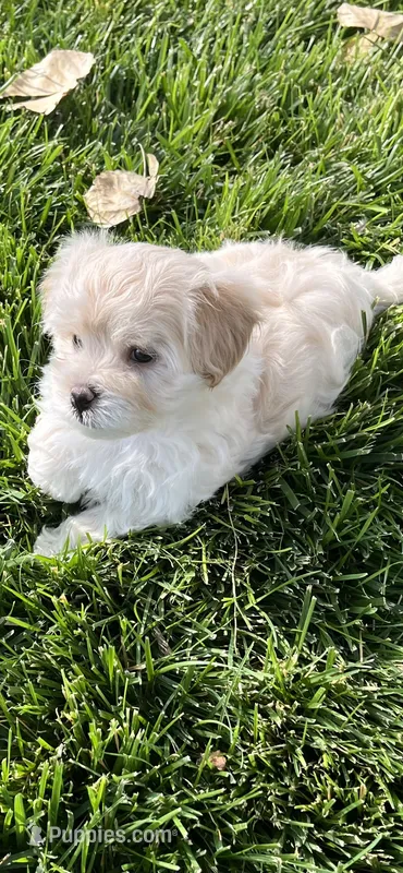 Maltipoo Male 2nd – Maltese, Poodle - Miniature  puppy for sale in Dumas, TX