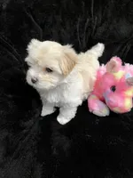 Maltipoo Female, a female Maltese and Poodle - Miniature  for sale in Dumas, TX – 3 of 5