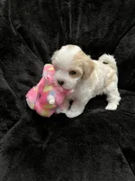 Maltipoo Female, a female Maltese and Poodle - Miniature  for sale in Dumas, TX – 10 of 10
