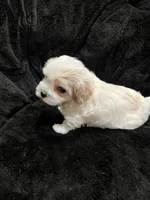Maltipoo Male, a male Maltese and Poodle - Miniature  for sale in Dumas, TX – 5 of 6
