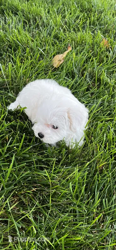 Maltipoo Male – Maltese, Poodle - Miniature  puppy for sale in Dumas, TX