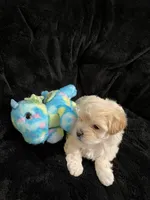 Maltipoo, a male Maltese and Poodle - Miniature  for sale in Dumas, TX – 10 of 10
