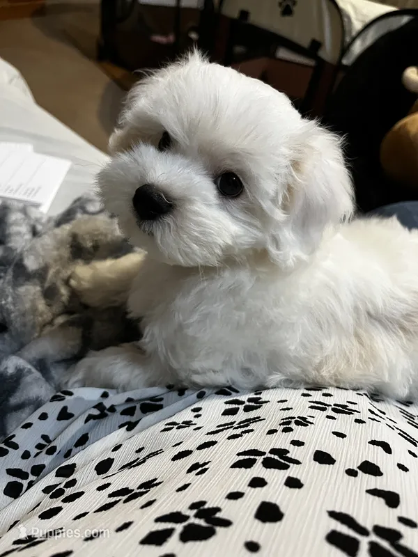 Maltipoo Male – Maltese, Poodle - Miniature  puppy for sale in Dumas, TX