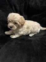 Maltipoo Female 2, a female Maltese and Poodle - Miniature  for sale in Dumas, TX – 7 of 9