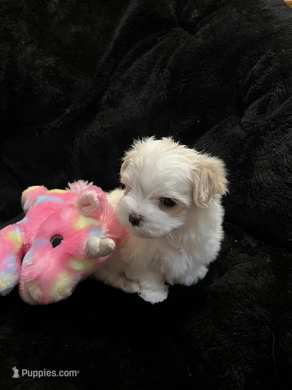 Full Blood Maltese, a female Maltese for sale in Dumas, TX – 1 of 9