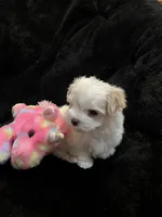 Full Blood Maltese, a female Maltese for sale in Dumas, TX – 1 of 9