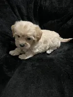 Maltipoo Female 2, a female Maltese and Poodle - Miniature  for sale in Dumas, TX – 6 of 9