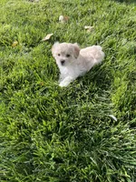 Maltipoo Male 2nd, a male Maltese and Poodle - Miniature  for sale in Dumas, TX – 2 of 10