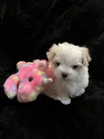 Full Blood Maltese, a female Maltese for sale in Dumas, TX – 6 of 9