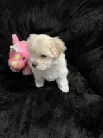 Maltipoo Female, a female Maltese and Poodle - Miniature  for sale in Dumas, TX – 2 of 5