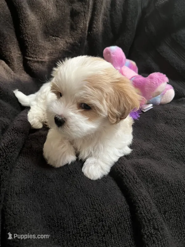 Maltipoo Female – Maltese, Poodle - Miniature  puppy for sale in Dumas, TX