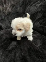 Maltipoo Female, a female Maltese and Poodle - Miniature  for sale in Dumas, TX – 4 of 10