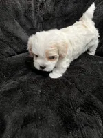 Maltipoo Female, a female Maltese and Poodle - Miniature  for sale in Dumas, TX – 6 of 10
