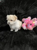 Maltipoo Female, a female Maltese and Poodle - Miniature  for sale in Dumas, TX – 5 of 5