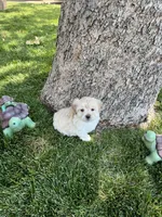 Maltipoo Male 2nd, a male Maltese and Poodle - Miniature  for sale in Dumas, TX – 10 of 10