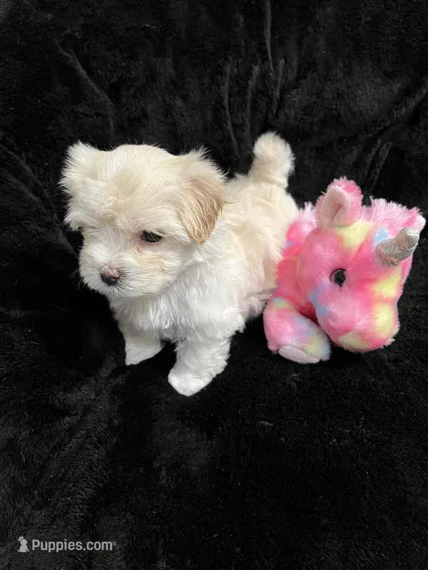 Maltipoo Female – Maltese, Poodle - Miniature  puppy for sale in Dumas, TX